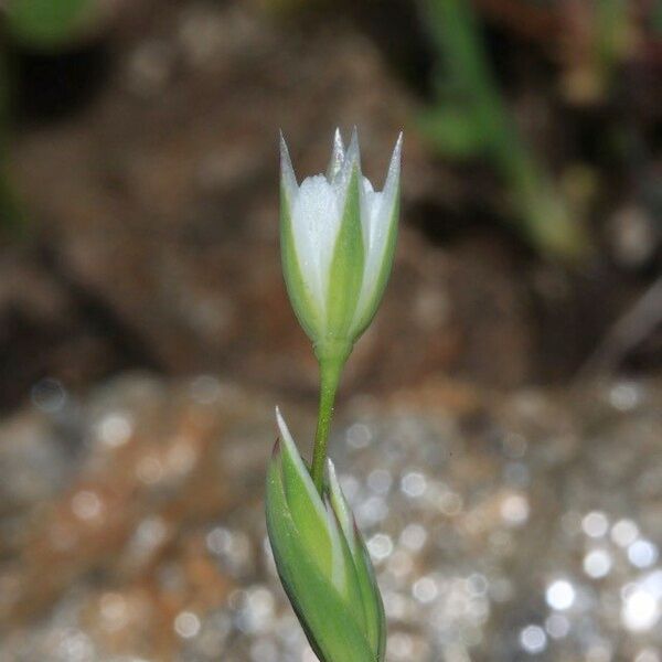 Moenchia erecta Flower