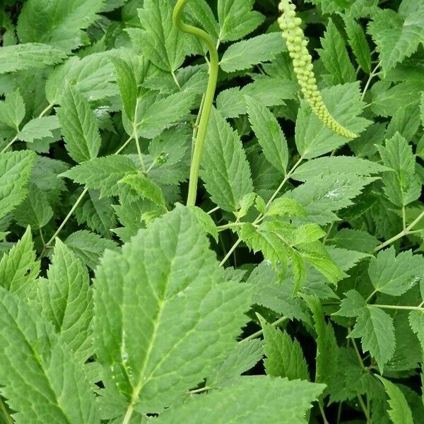 Actaea racemosa Hoja