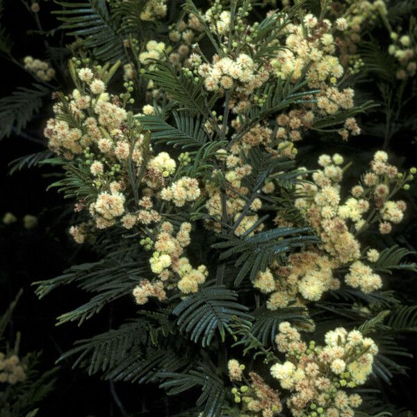 Acacia decurrens 花