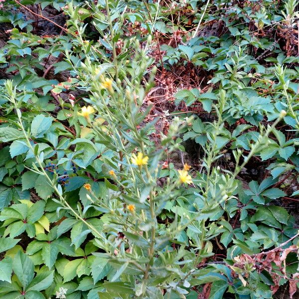 Hieracium umbellatum Pokrój