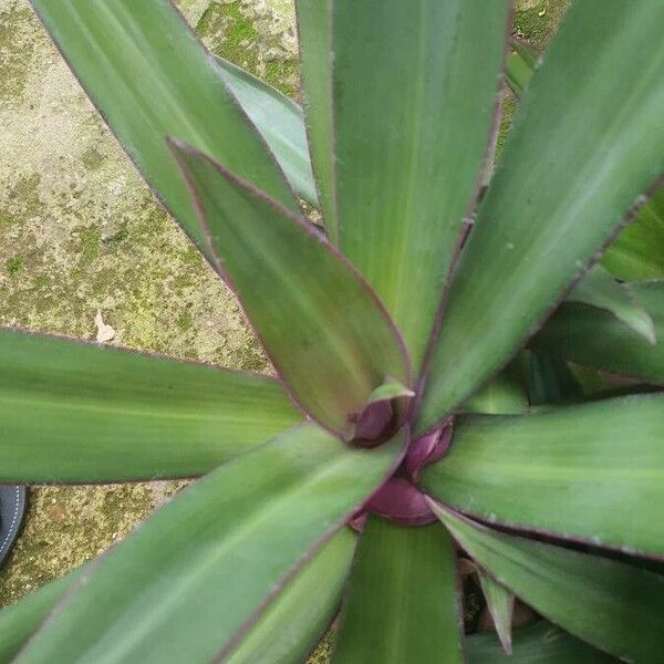 Tradescantia spathacea Blatt