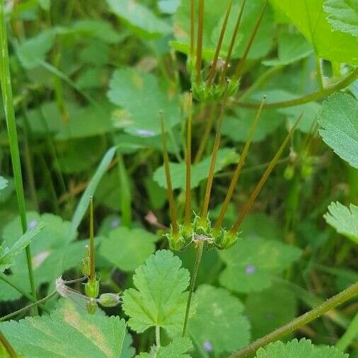 Erodium malacoides Plod