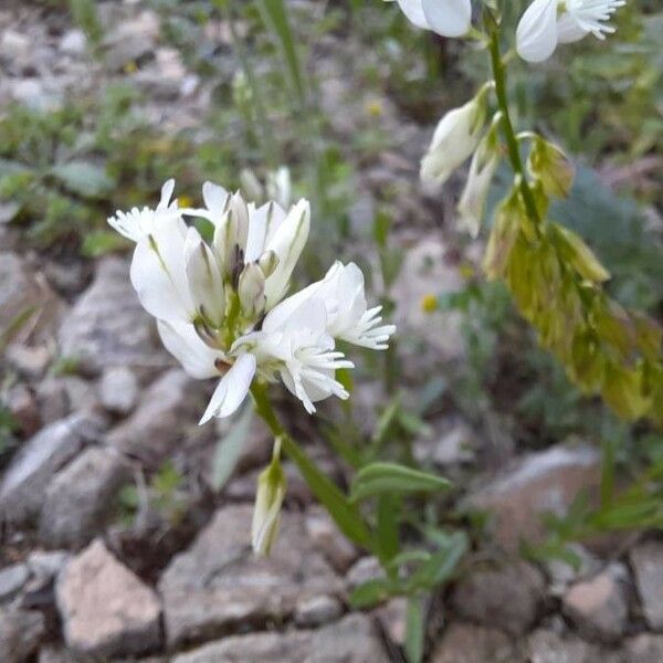 Polygala major Цвят