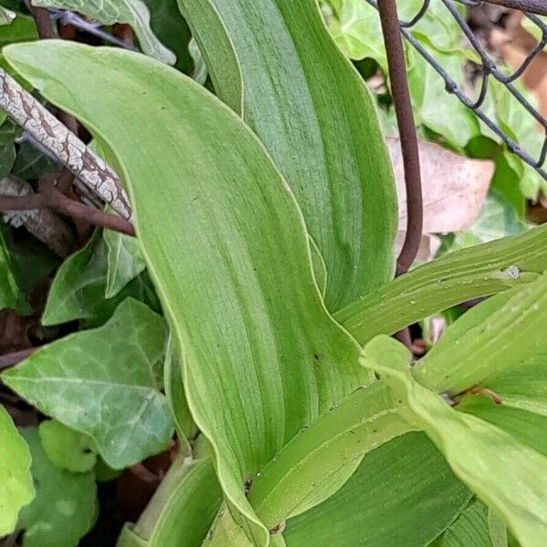 Cephalanthera damasonium Blad