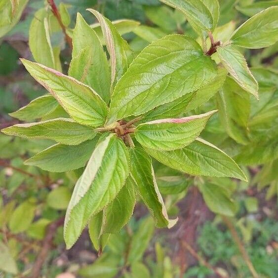 Ceanothus americanus Leaf