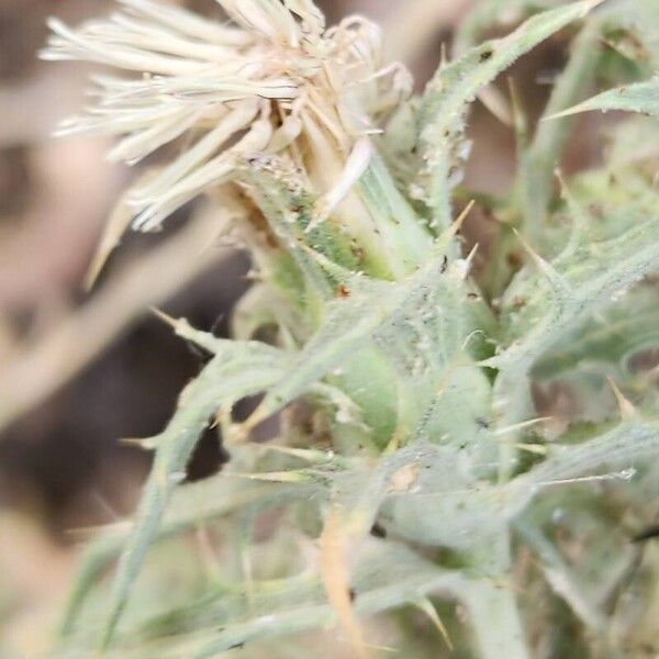 Carthamus dentatus Fruit