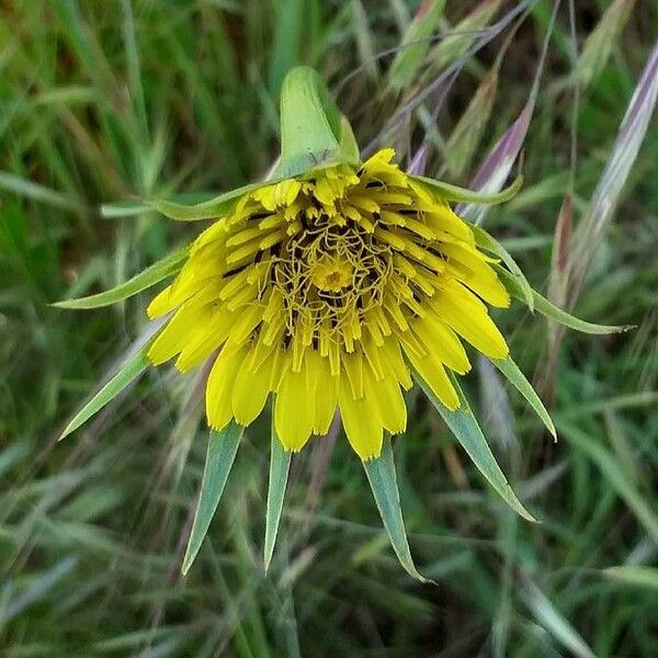 Tragopogon dubius Flower