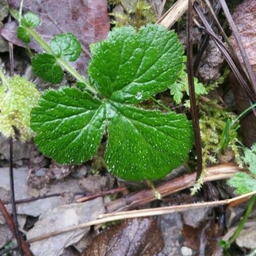 Geum urbanum Leaf