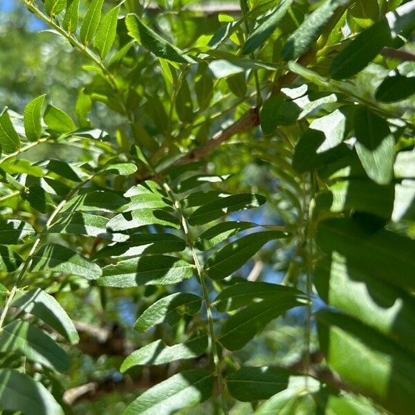 Gleditsia aquatica Folla