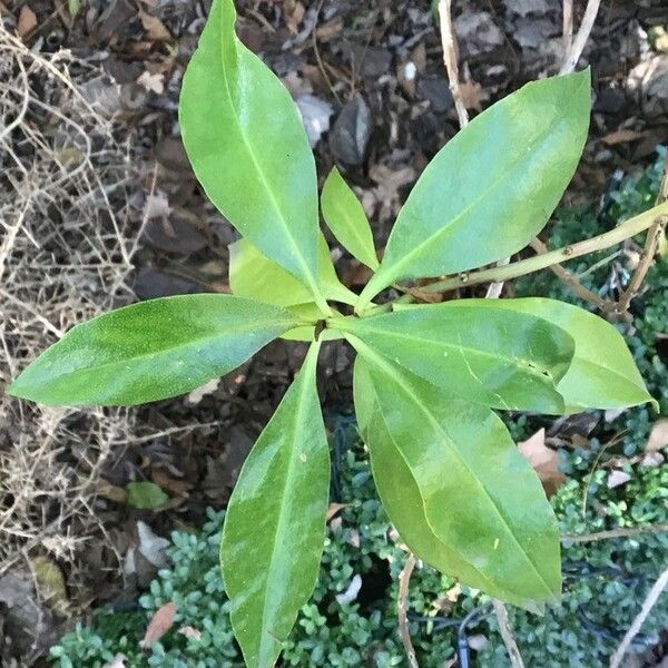 Myoporum laetum পাতা