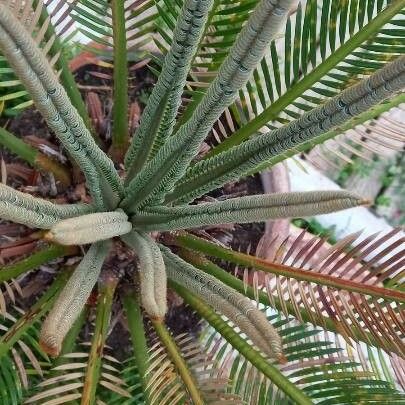 Encephalartos tegulaneus Blad