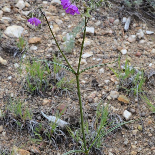 Mirabilis linearis (Narrowleaf four o'clock)