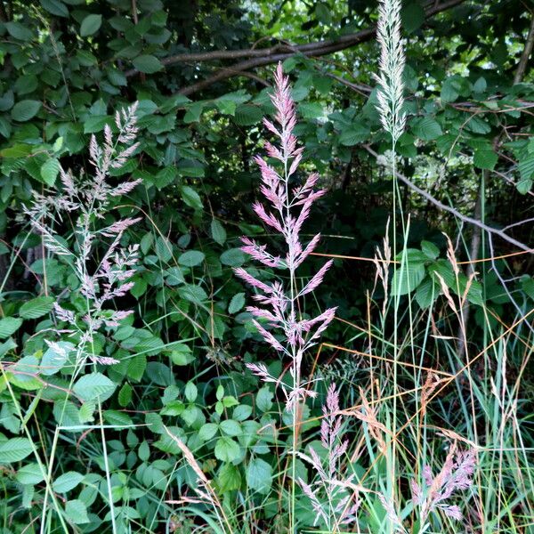 Poa trivialis Habit