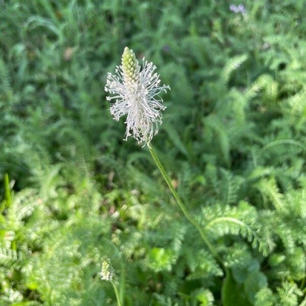 Plantago media Fiore