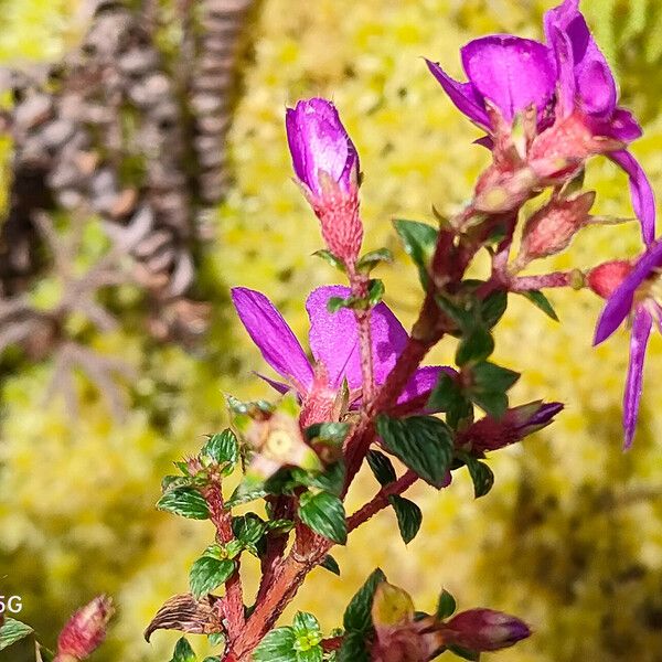 Chaetogastra ornata Flower