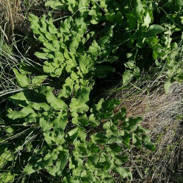 Opopanax chironium Blad