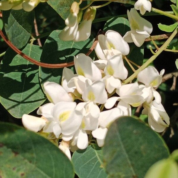 Robinia viscosa Blomst