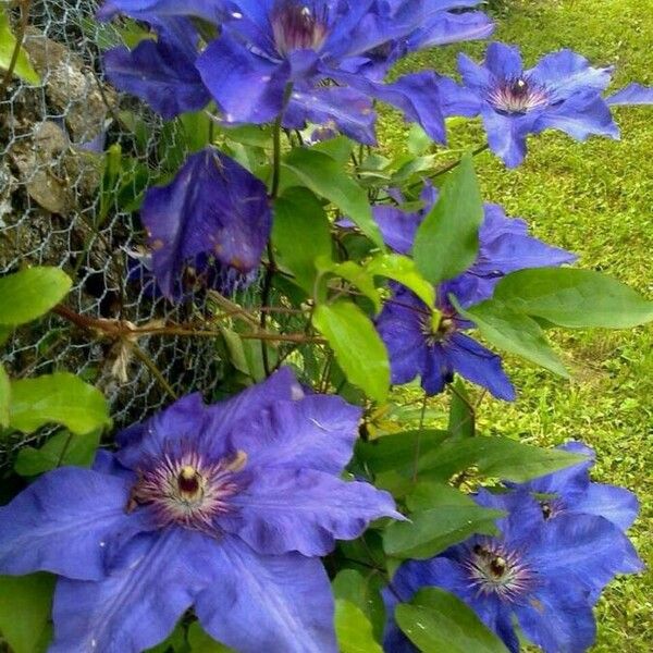 Clematis patens Flower