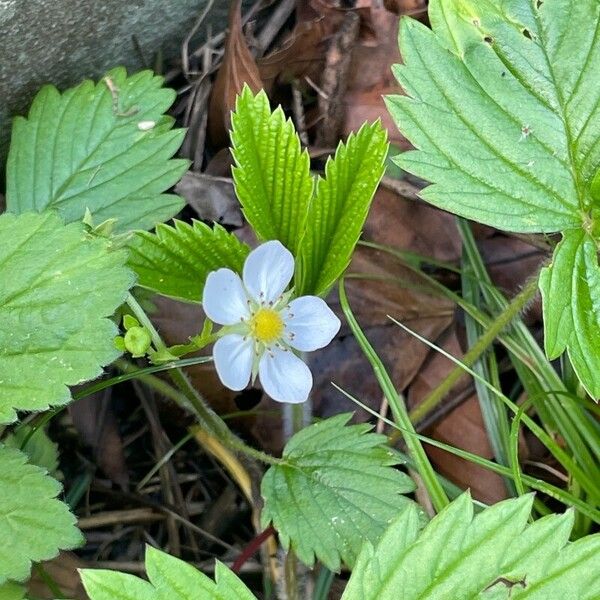 Fragaria viridis Virág