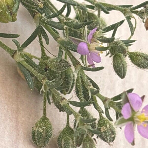 Spergularia rubra ᱵᱟᱦᱟ