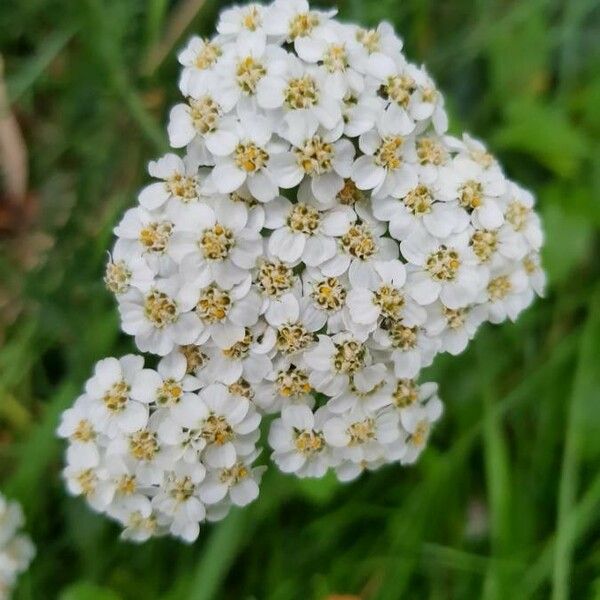 Achillea millefolium Květ