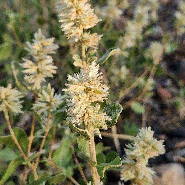 Sericocomopsis hildebrandtii Blomma