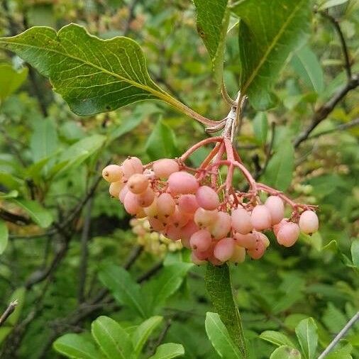 Viburnum nudum Fruit