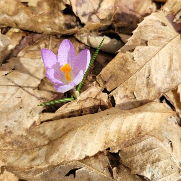 Crocus neapolitanus Flower