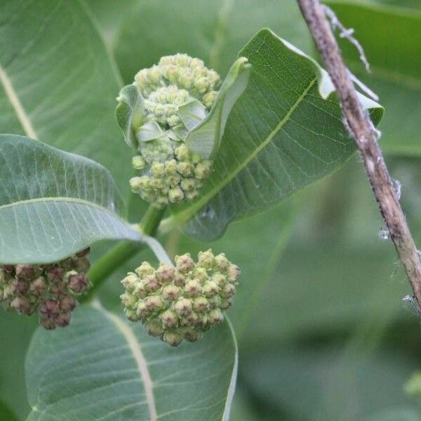 Asclepias viridiflora Flower