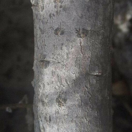 Euphorbia regis-jubae Bark