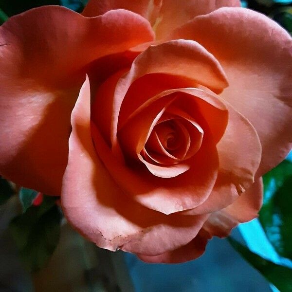 Rosa lucieae Λουλούδι