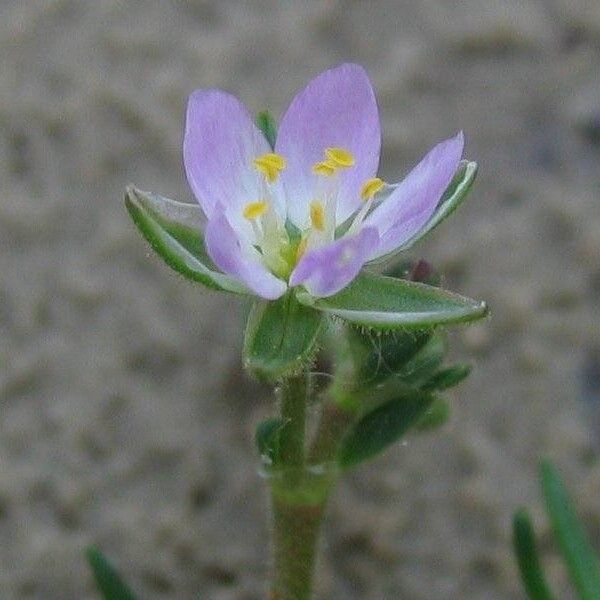 Spergularia marina Цвят