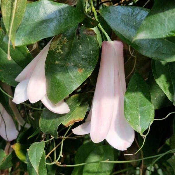 Lapageria rosea Celota