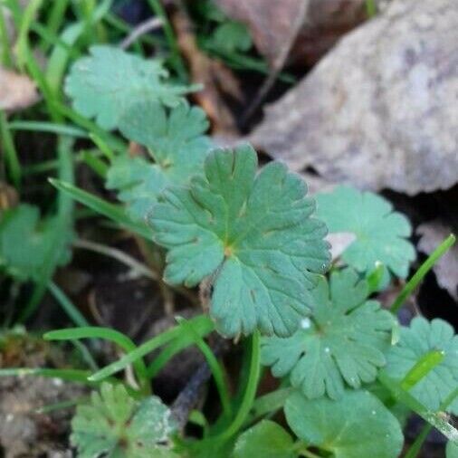 Geranium molle Folha