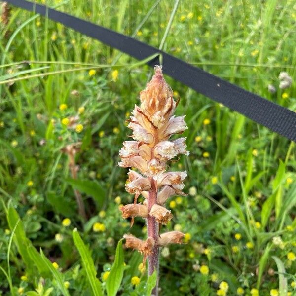 Orobanche picridis Flor