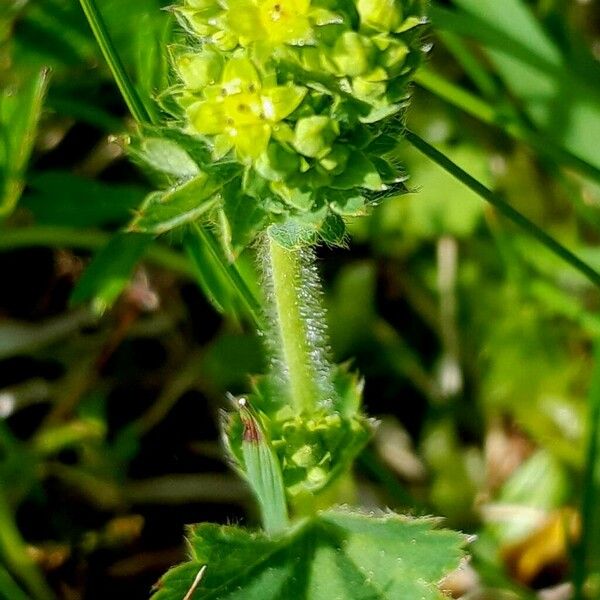 Alchemilla monticola Flower