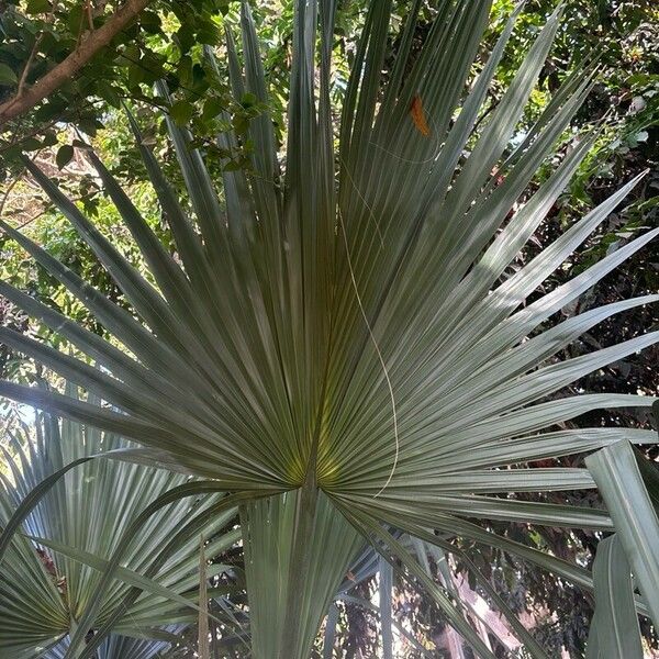 Sabal mauritiiformis Folio