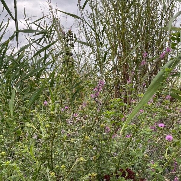 Epilobium leptophyllum Habitus