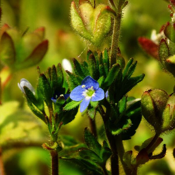 Veronica arvensis Flor