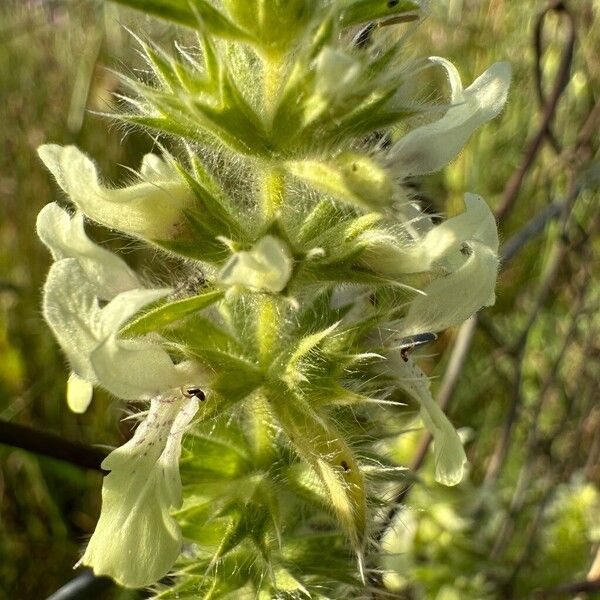 Stachys ocymastrum Floare