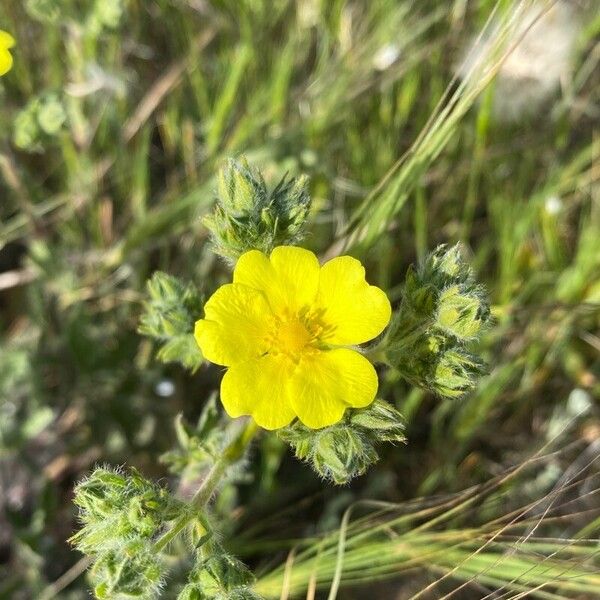 Potentilla pedata Fleur