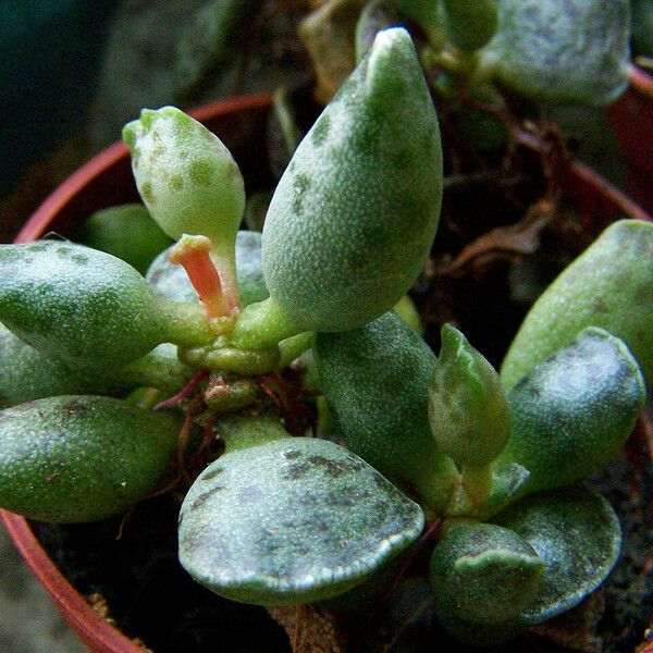 Adromischus cooperi برگ