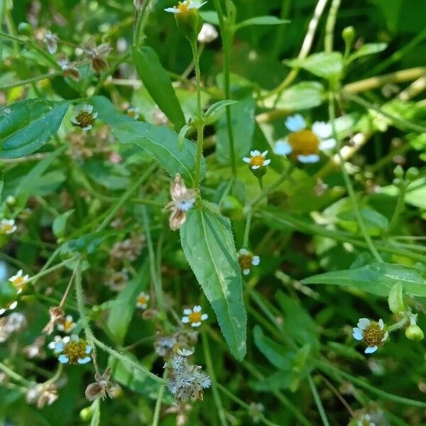 Galinsoga parviflora Habit