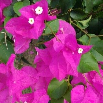 Bougainvillea spectabilis Bloem