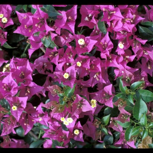 Bougainvillea glabra Žiedas