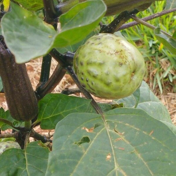 Datura metel Fruit