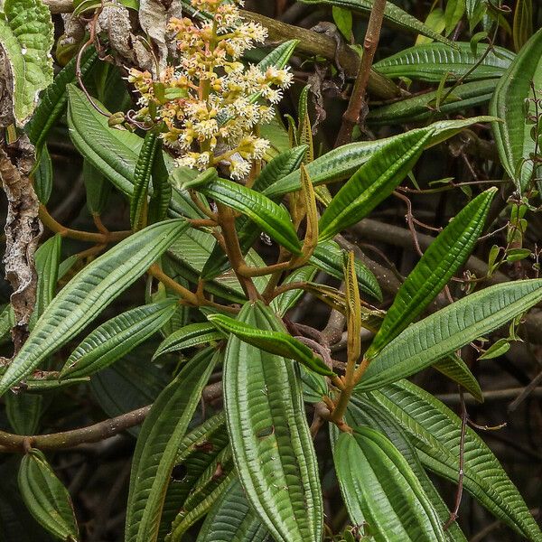 Miconia laevigata Λουλούδι