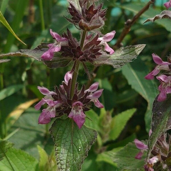 Stachys alpina Flower