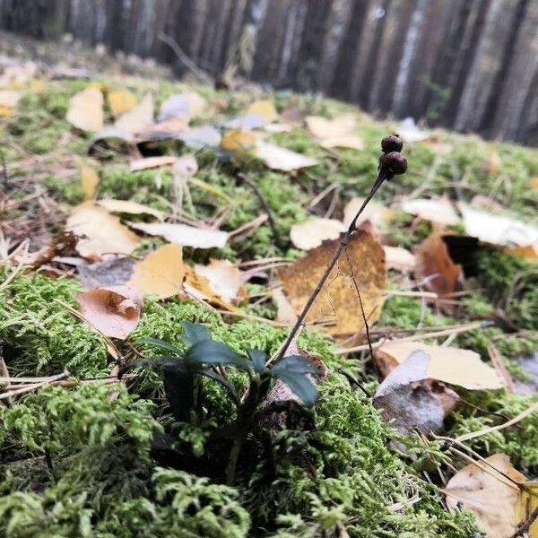 Chimaphila umbellata फल