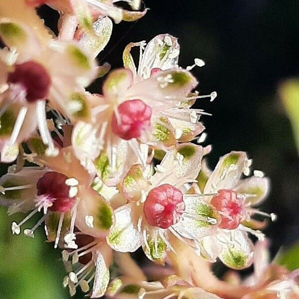 Phytolacca americana Virág